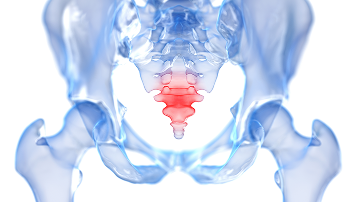 Représentation anatomique du bassin avec le coccyx en surbrillance rouge, mettant en évidence les structures clés pour une sexualité anale sans douleur, expliquée par un kiné.